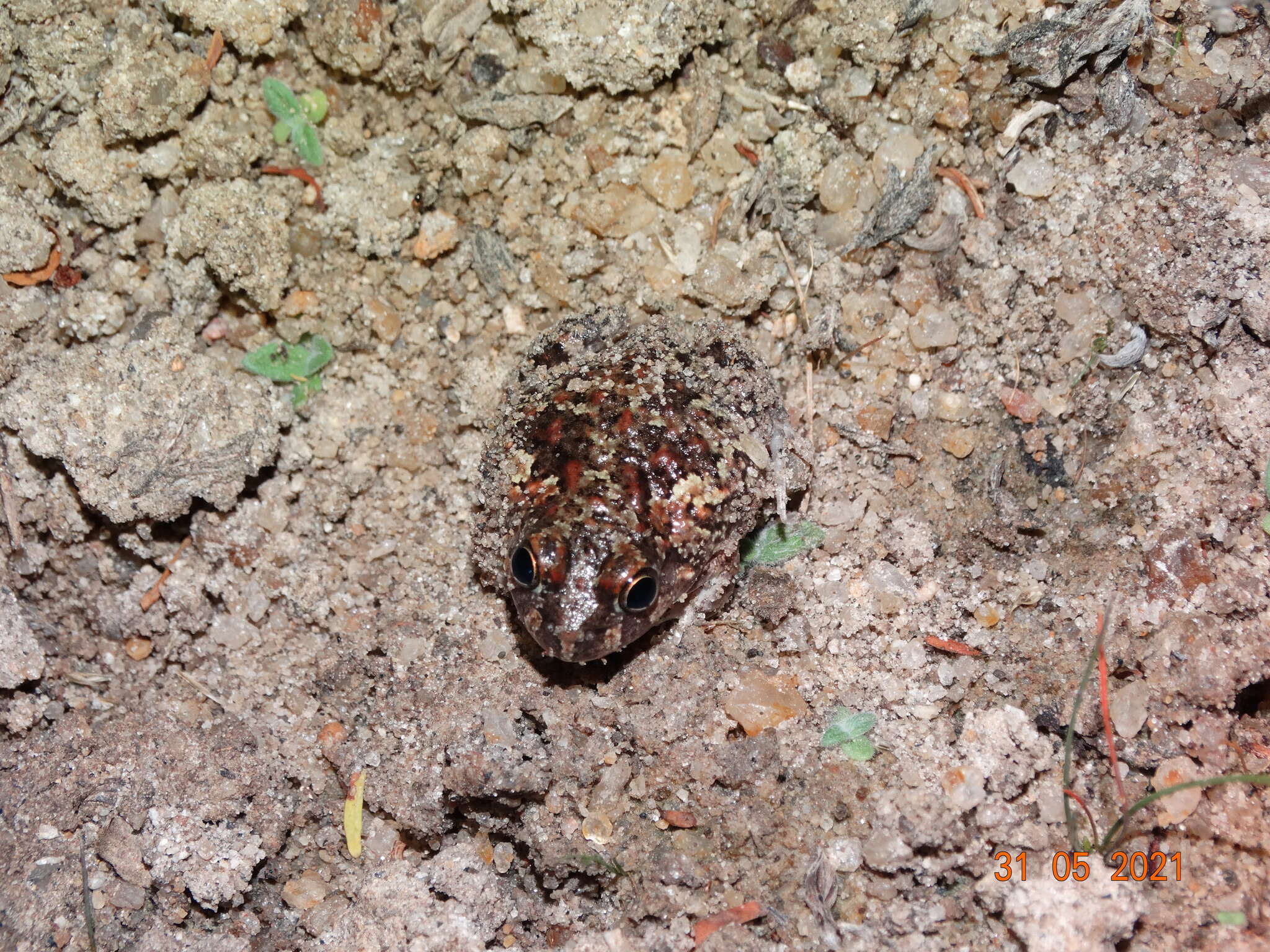 Image of Peters' four-eyed frog