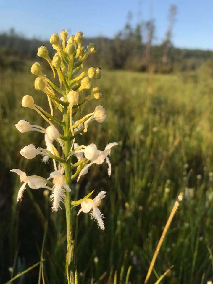 Image de Platanthera blephariglottis (Willd.) Lindl.