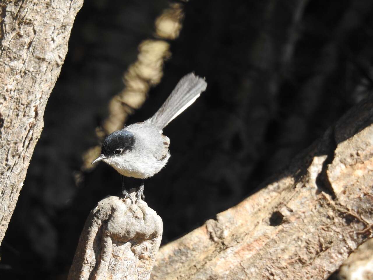 Image of California Gnatcatcher