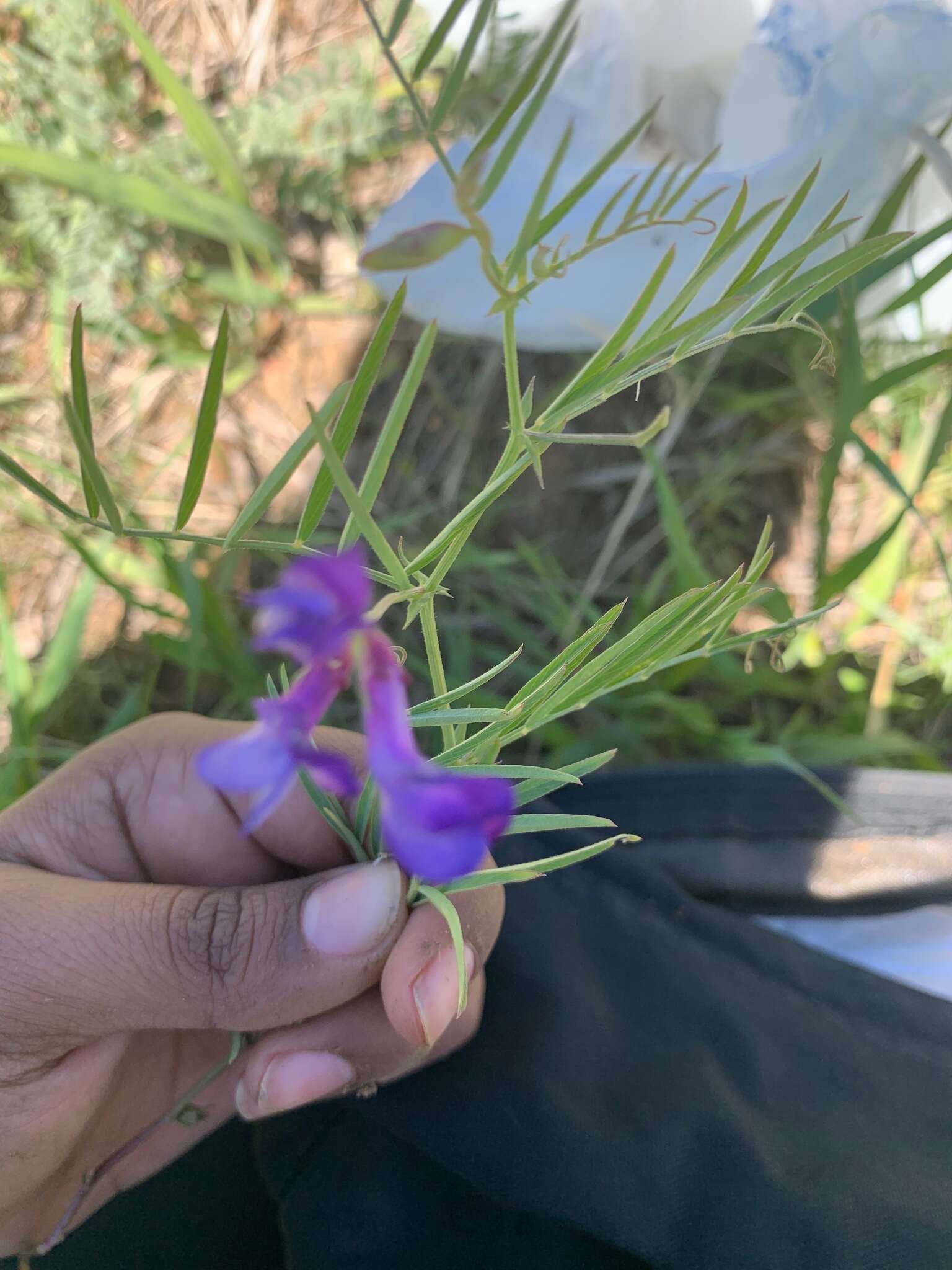 Sivun Vicia americana subsp. americana kuva