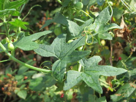 Image of Cretan bryony