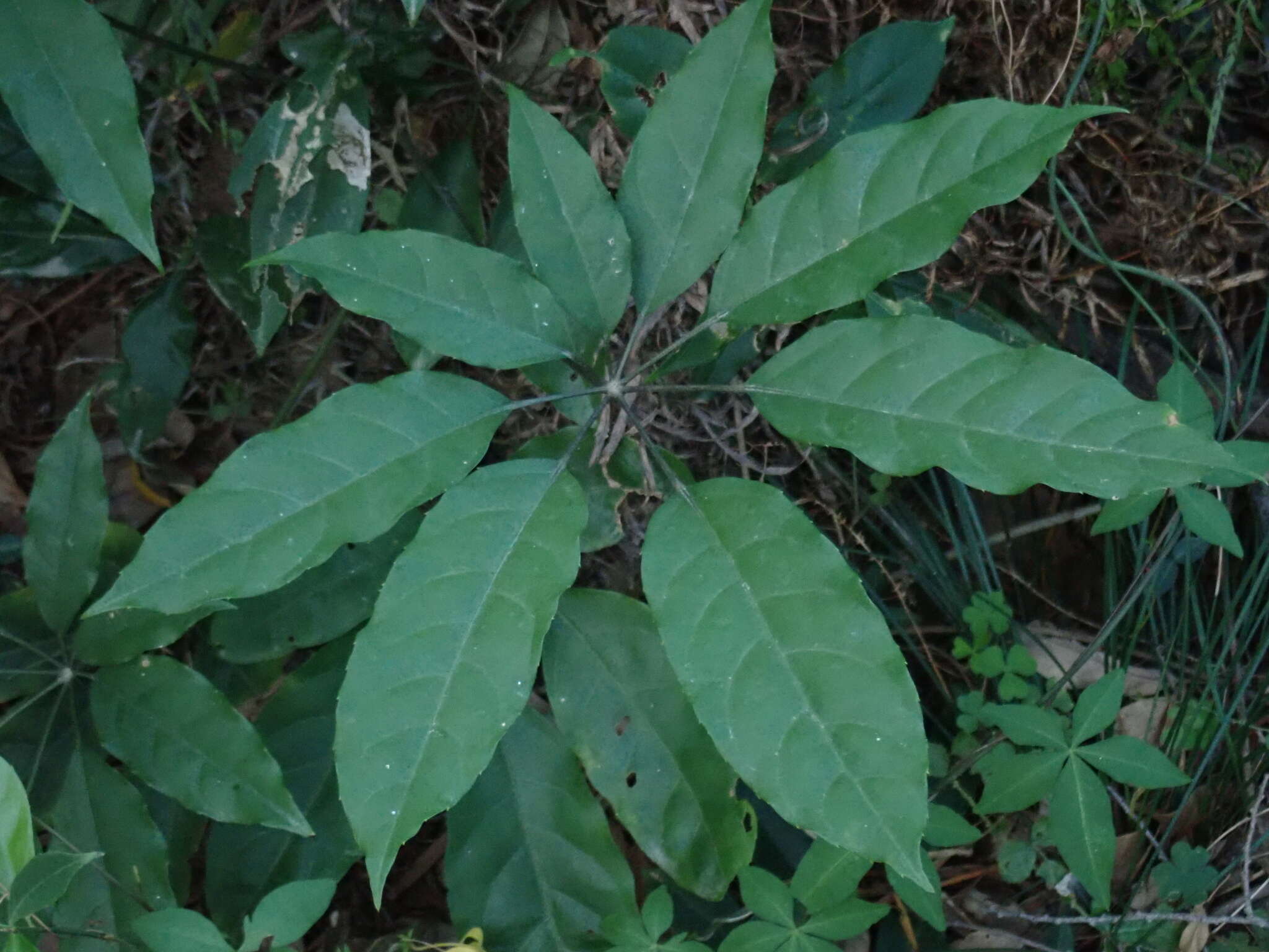 Image of Heptapleurum heptaphyllum