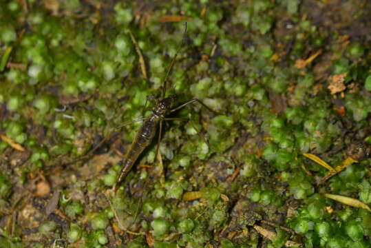 Image of Leptotarsus (Macromastix) zeylandiae (Alexander 1920)