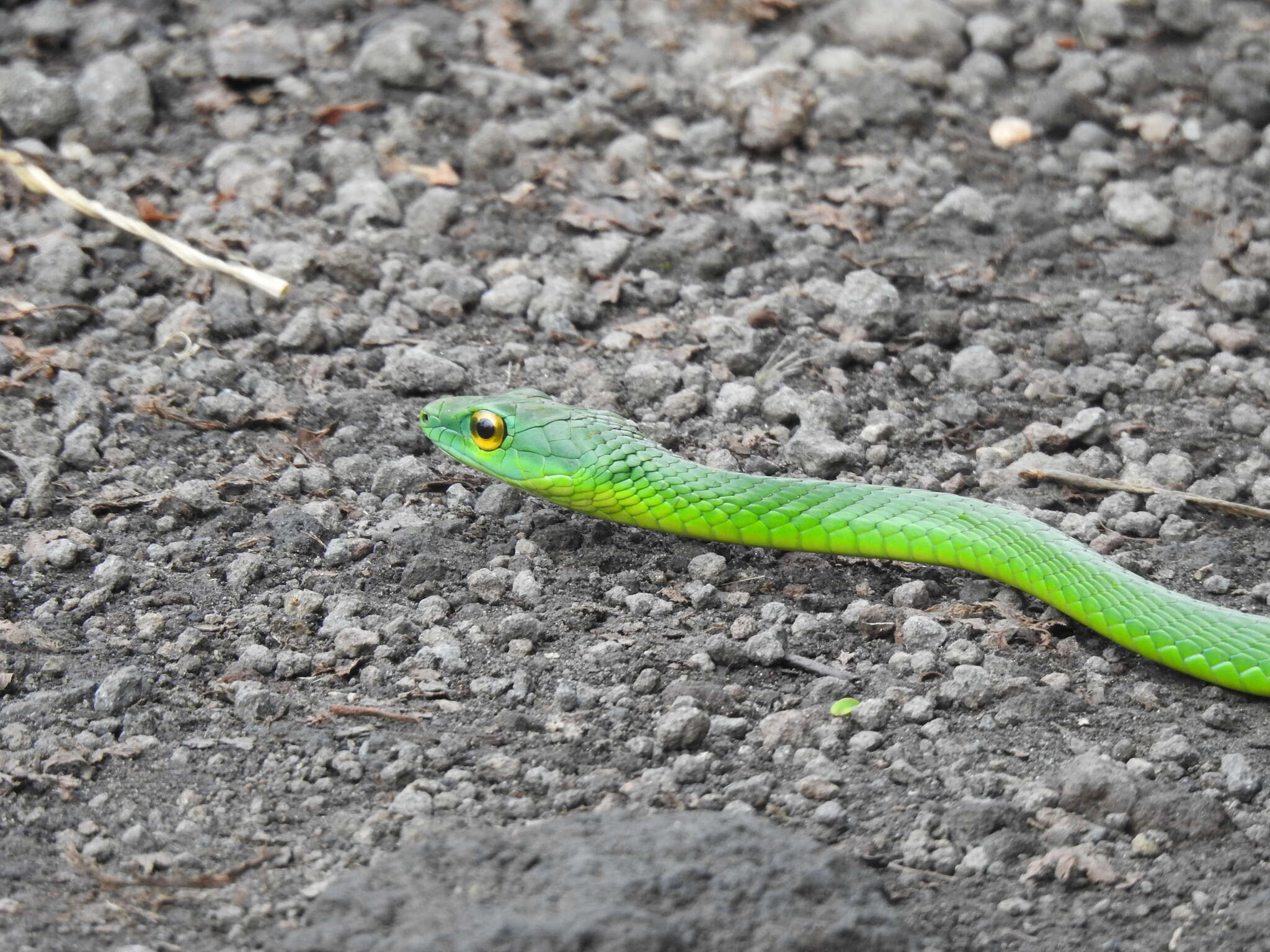 Image of Leptophis ahaetulla praestans (Cope 1868)