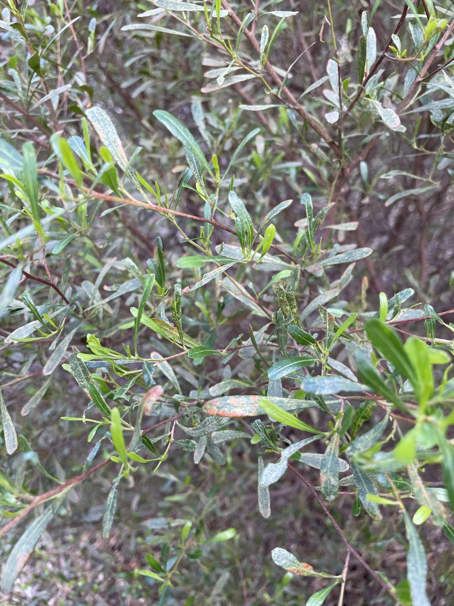 Image of wedge-leaf hopbush