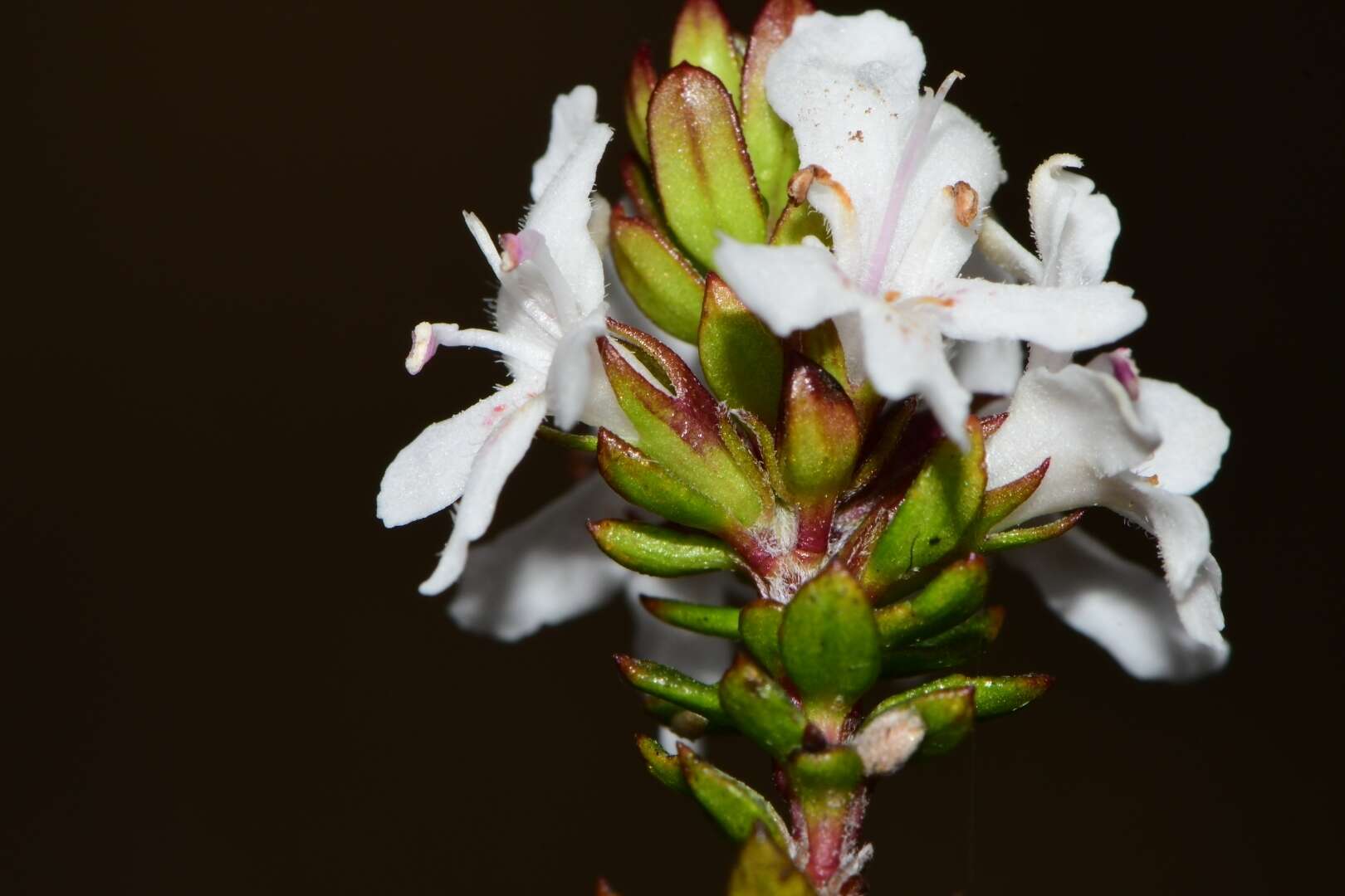 Image de Westringia rubiifolia R. Br.