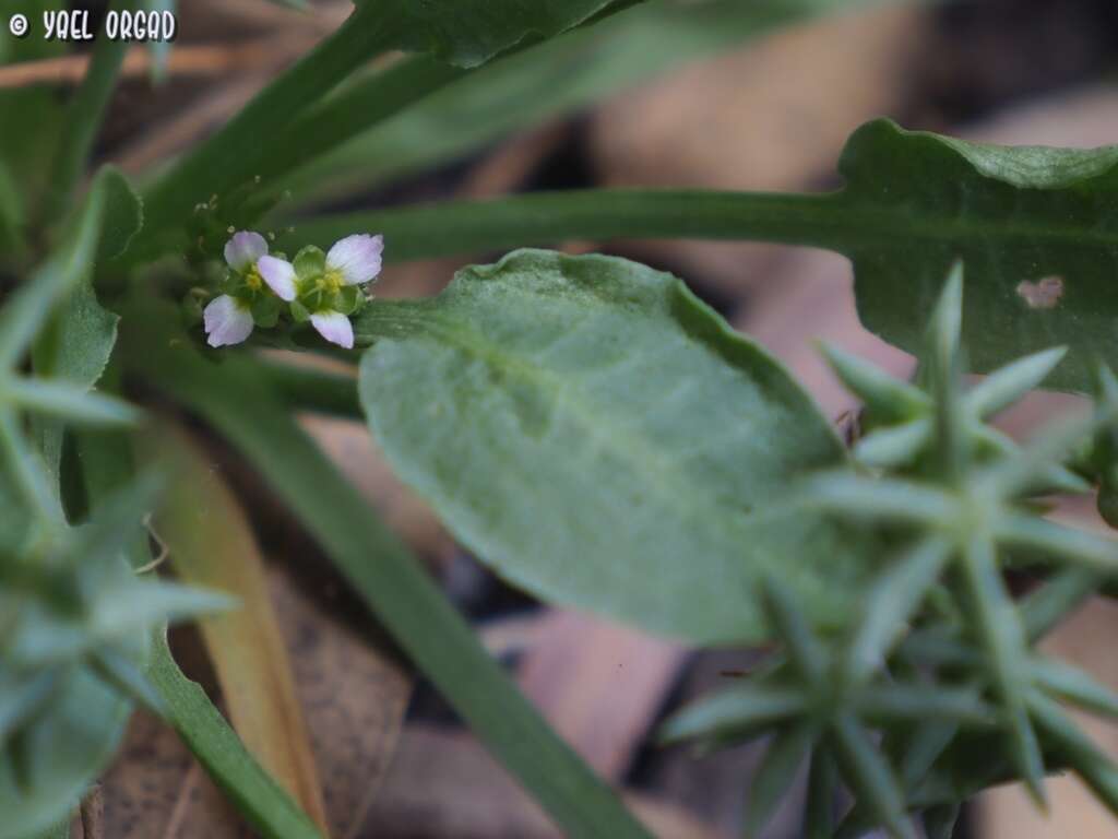 Imagem de Damasonium alisma Mill.