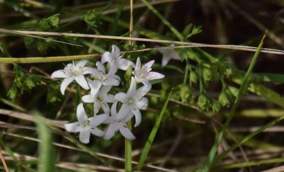 Image of diamond-flowers