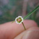 Image of Marble Canyon spurge