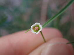 Imagem de Euphorbia aaron-rossii A. H. Holmgren & N. H. Holmgren