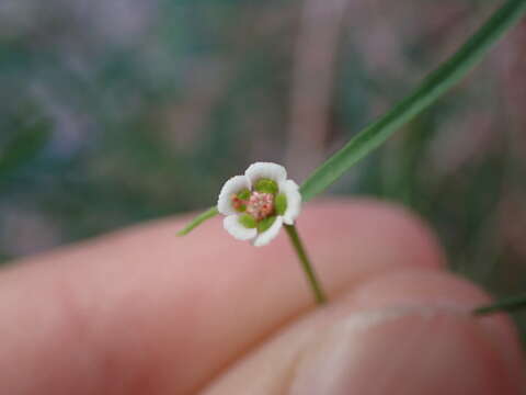 Image of Marble Canyon spurge