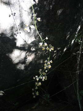 Image of Trichocentrum andreanum (Cogn.) R. Jiménez & Carnevali