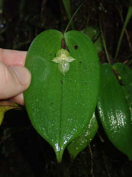 Image of Pleurothallis conicostigma Luer