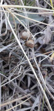 Image of Convolvulus bonariensis Cav.