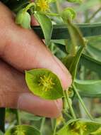Image of Euphorbia biumbellata Poir.