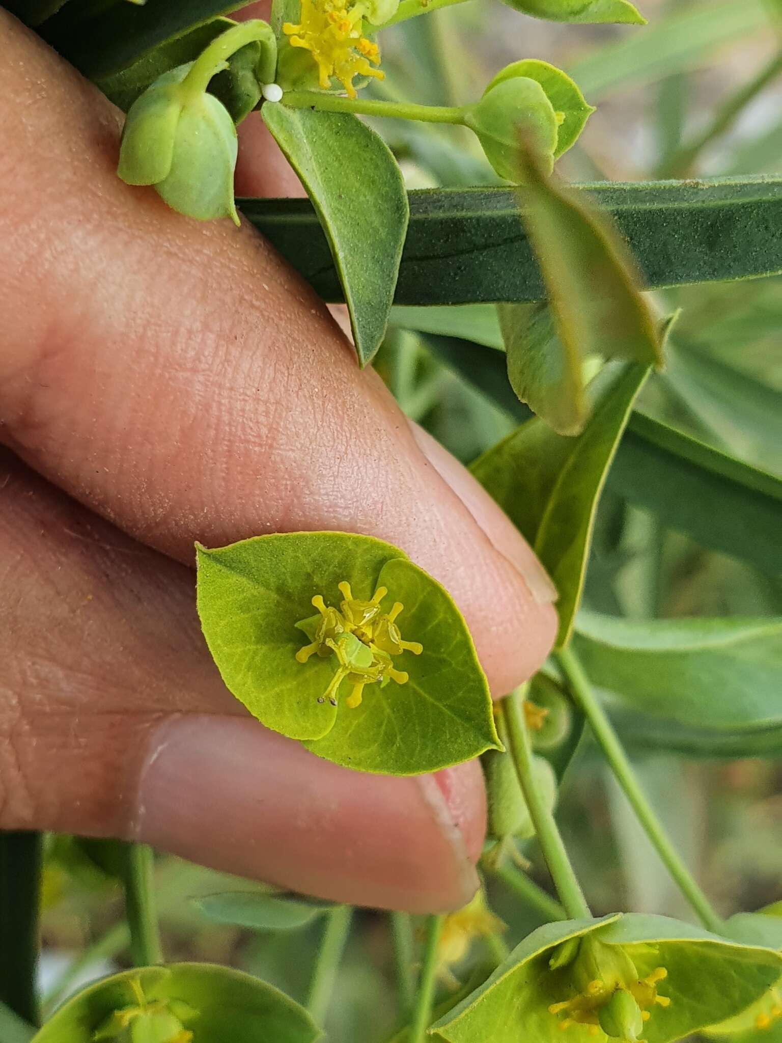 Image of Euphorbia biumbellata Poir.