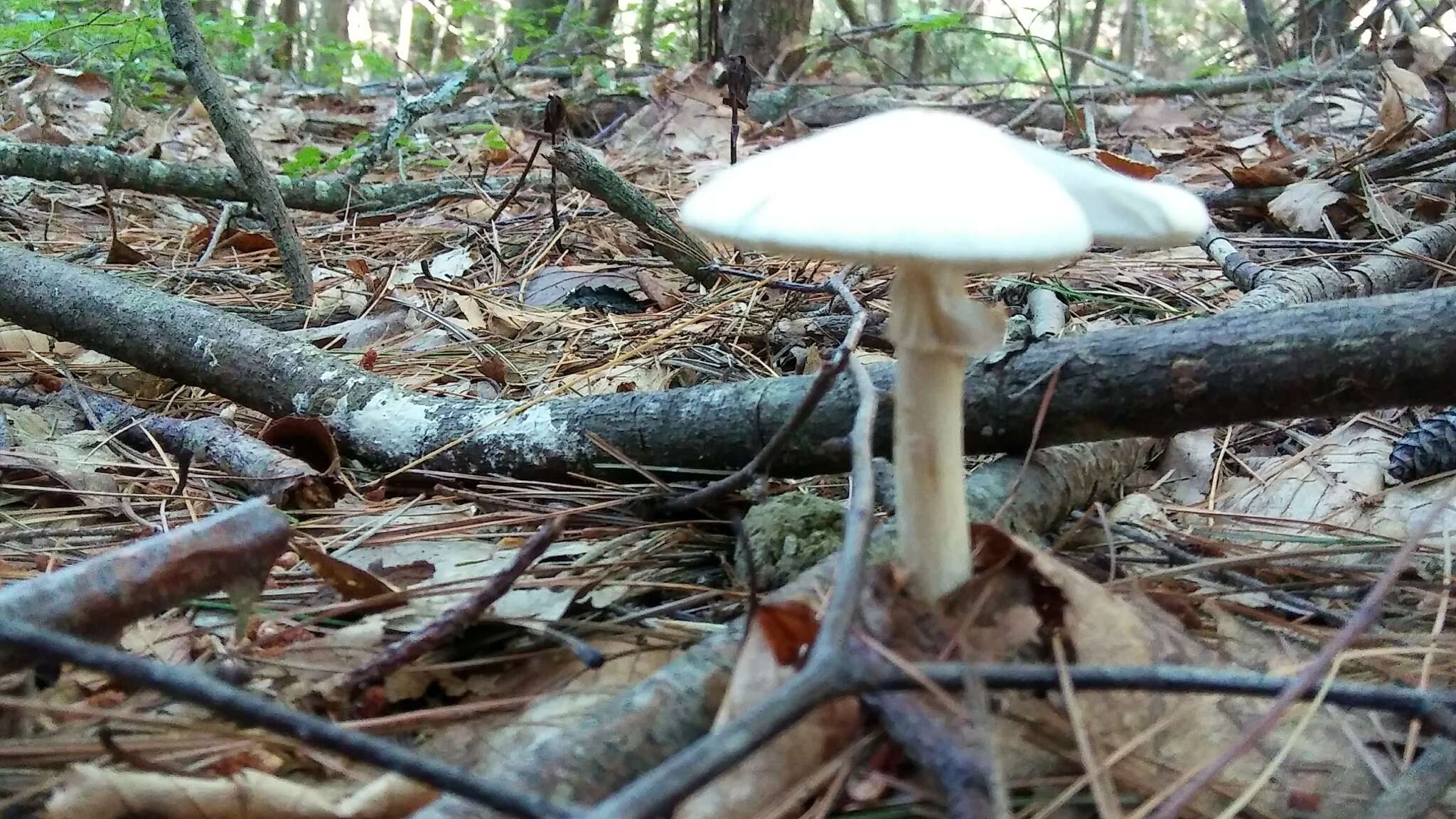 Image of Amanita aestivalis Singer 1959