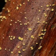 Image of Lachnum pteridophyllum (Rodway) Spooner 1987