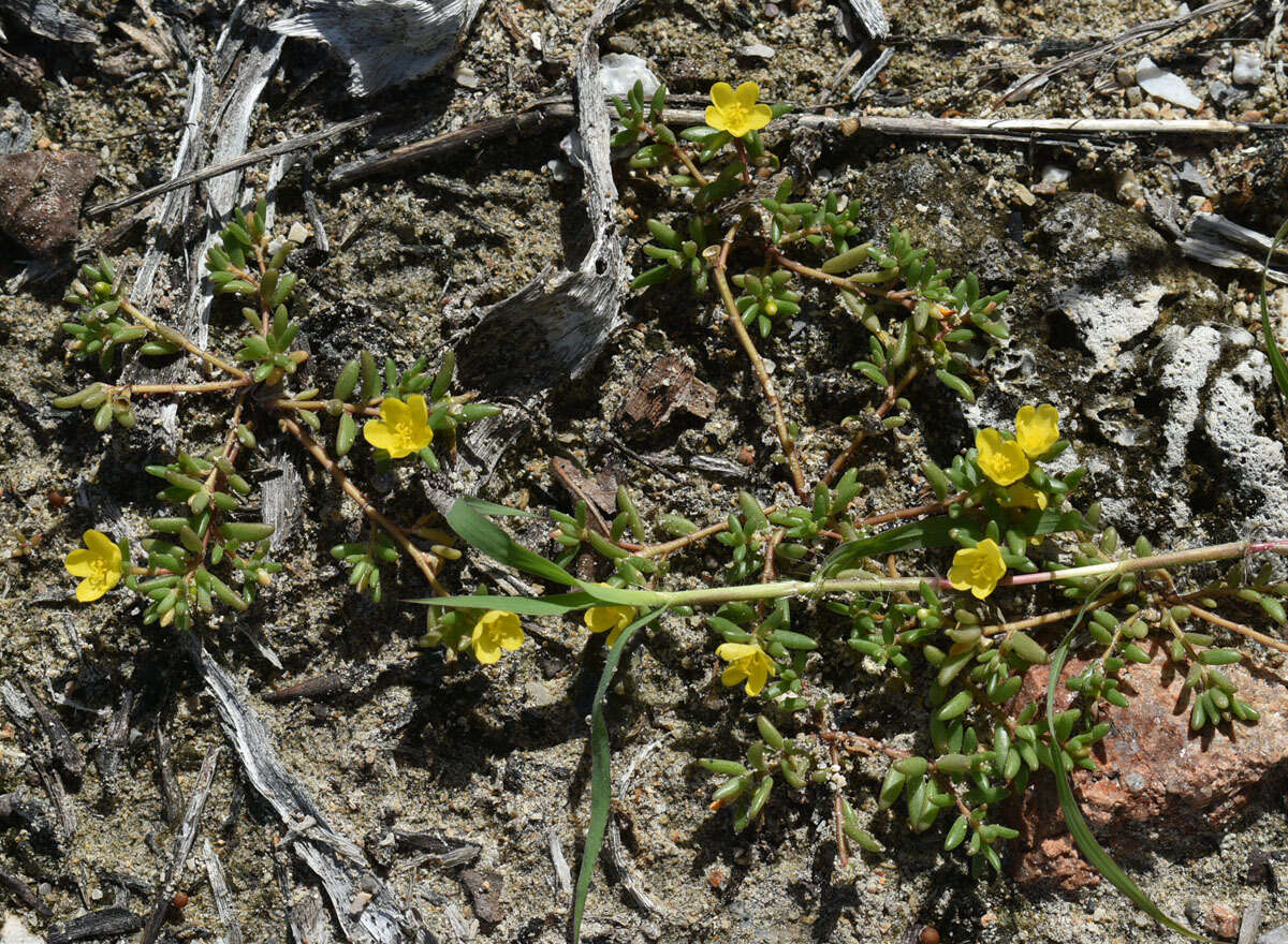 Image of Portulaca pilosa subsp. pilosa