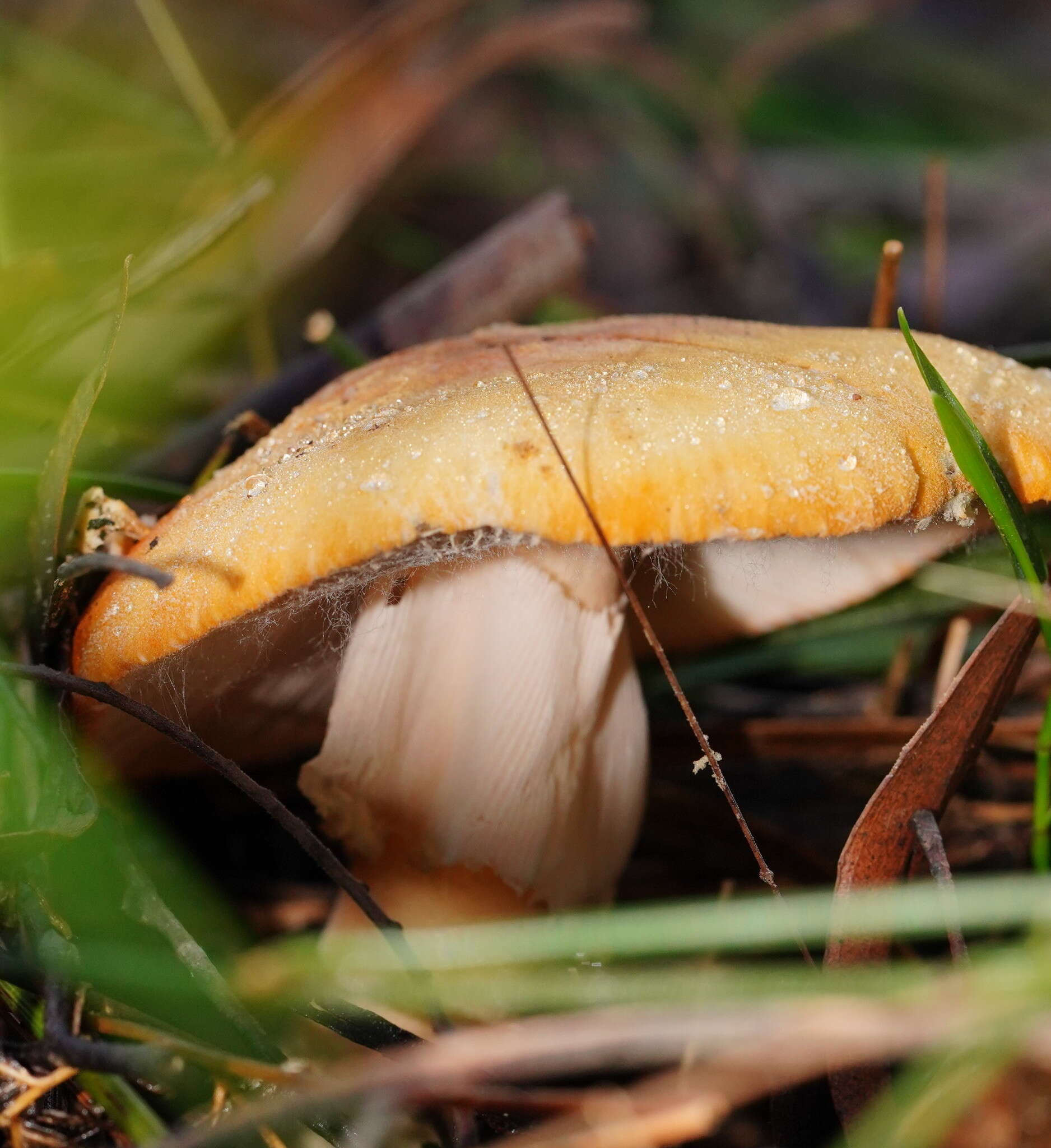 Plancia ëd Amanita armeniaca A. E. Wood 1997