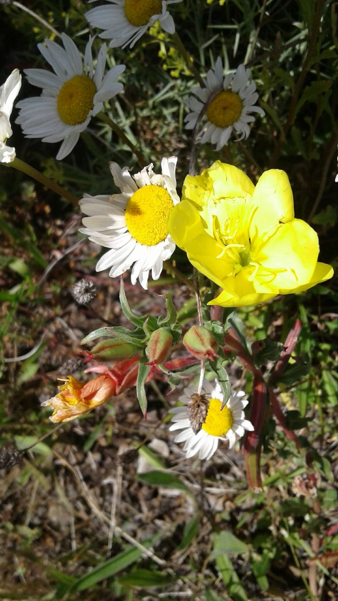 Image of Oenothera magellanica Phil.