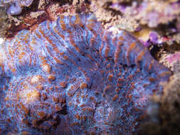 Image of Flat Lettuce Coral