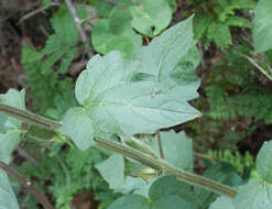 Image of African foxglove