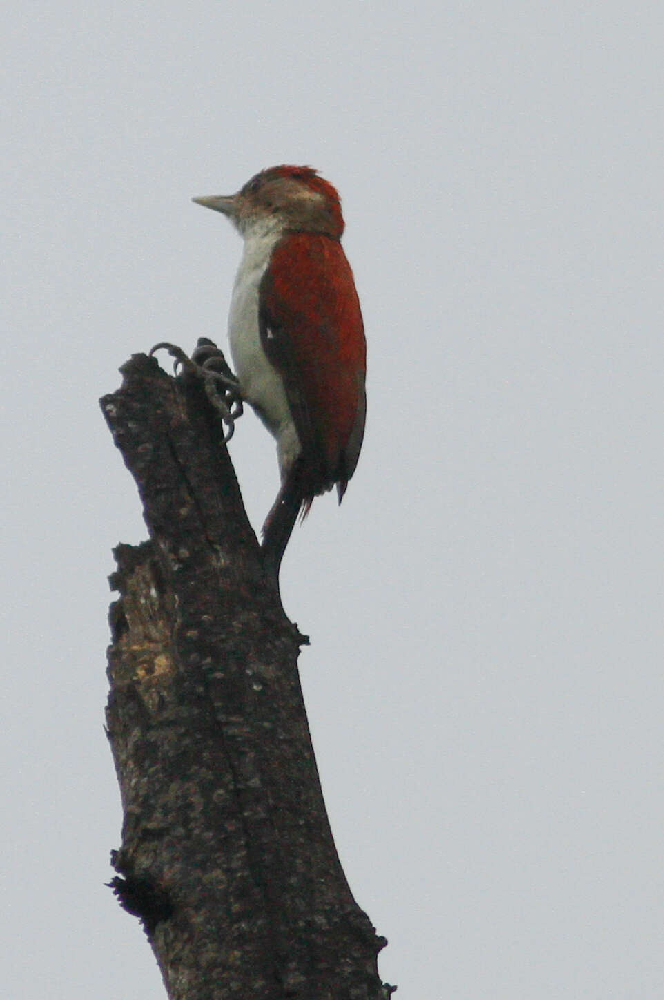 Image of Dryobates callonotus