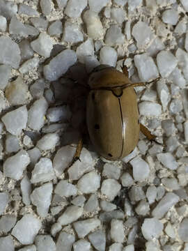 Image of Grapevine Beetle