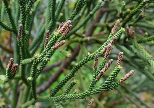 صورة Dacrydium araucarioides Brongn. & Gris