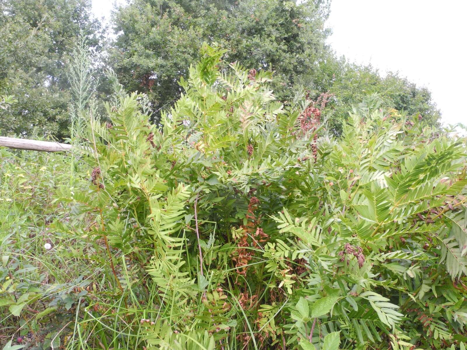 Imagem de Osmunda regalis L.