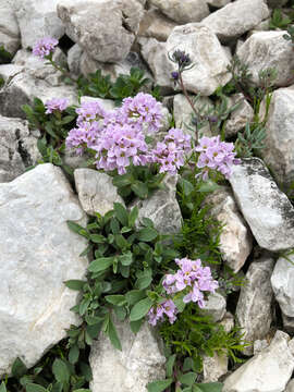 Imagem de Noccaea rotundifolia (L.) Moench