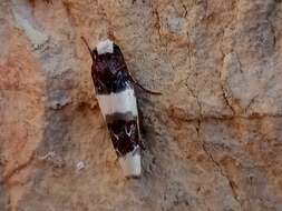 Ethmia nivosella Walker 1864的圖片