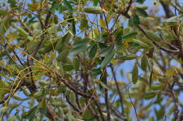 Sivun Simarouba versicolor A. St.-Hil. kuva