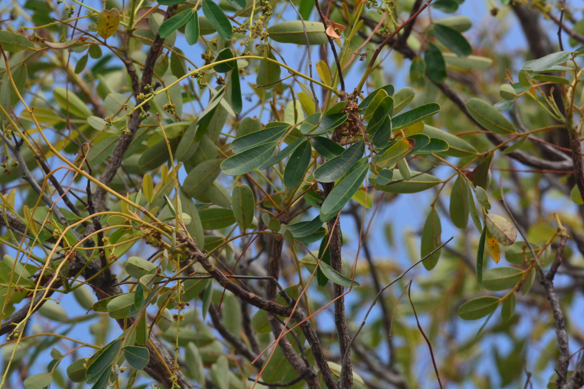 Imagem de Simarouba versicolor A. St.-Hil.