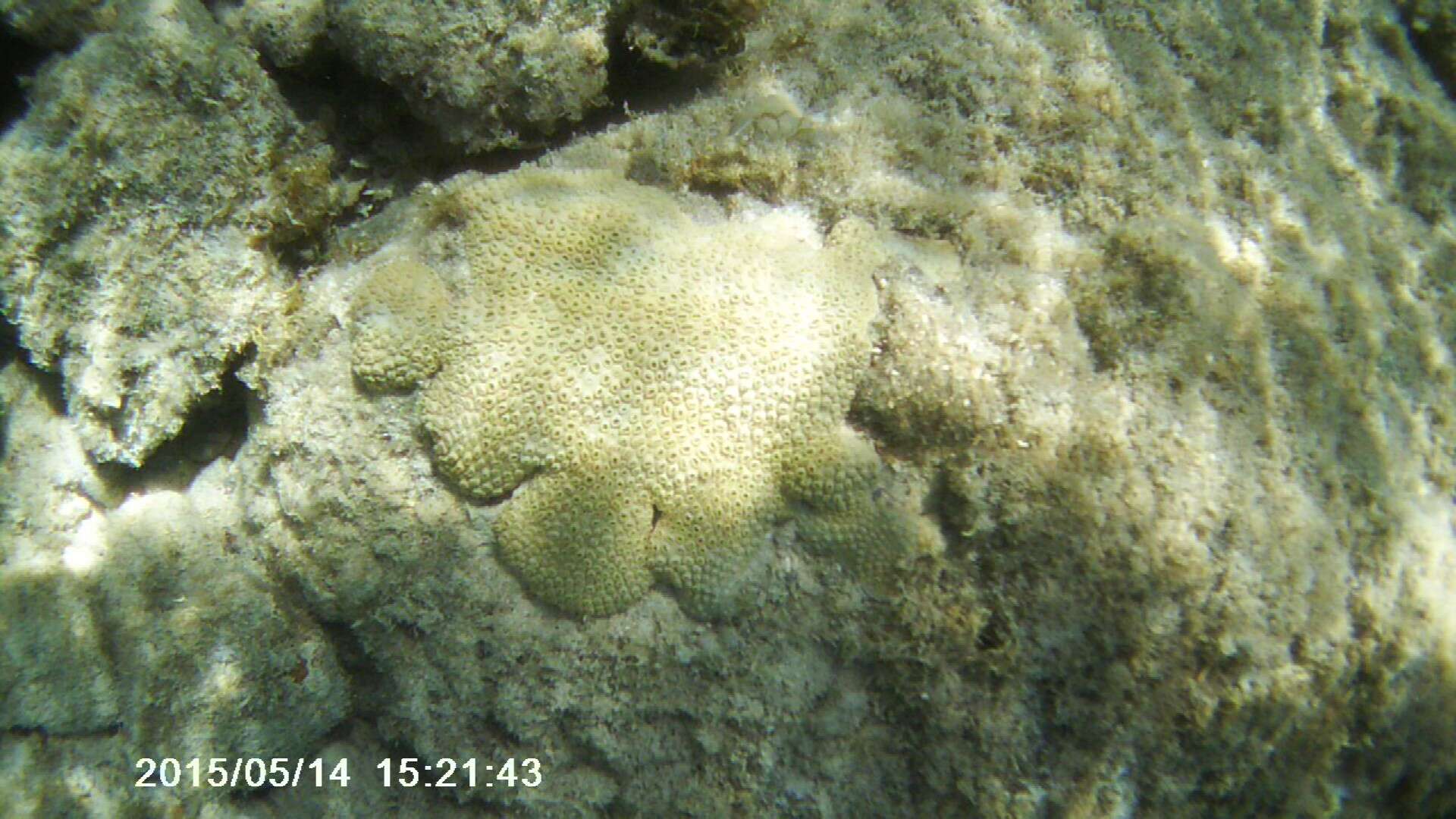 Image of caribbean sea mat