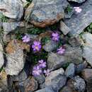 Sivun Viola comollia Massara kuva
