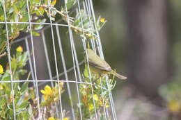 Слика од Leiothlypis celata sordida (Townsend & CH 1890)