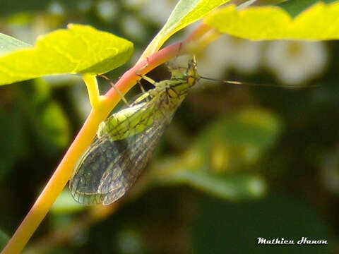 Image of Hypochrysa