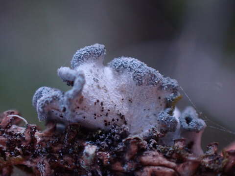 Image of Erioderma sorediatum D. J. Galloway & P. M. Jørg.