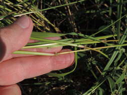 Image of queensland bluegrass