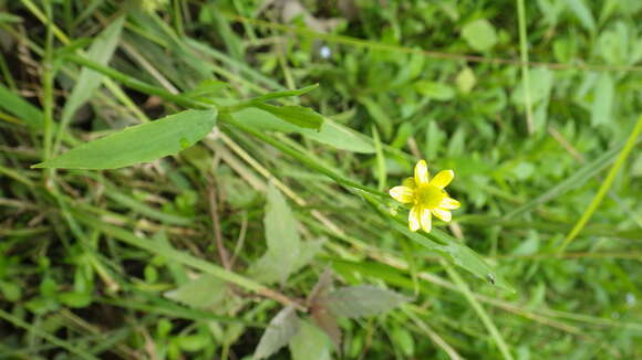 Ranunculus ambigens S. Wats. resmi