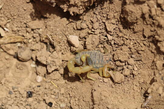 صورة Leiurus hebraeus (Birula 1908)