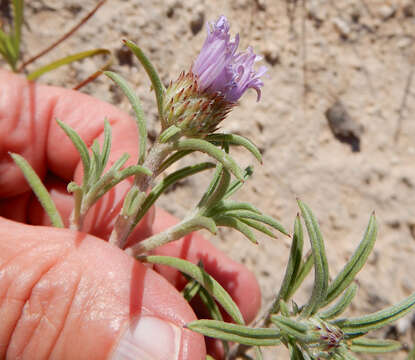 Image of Texas Townsend daisy