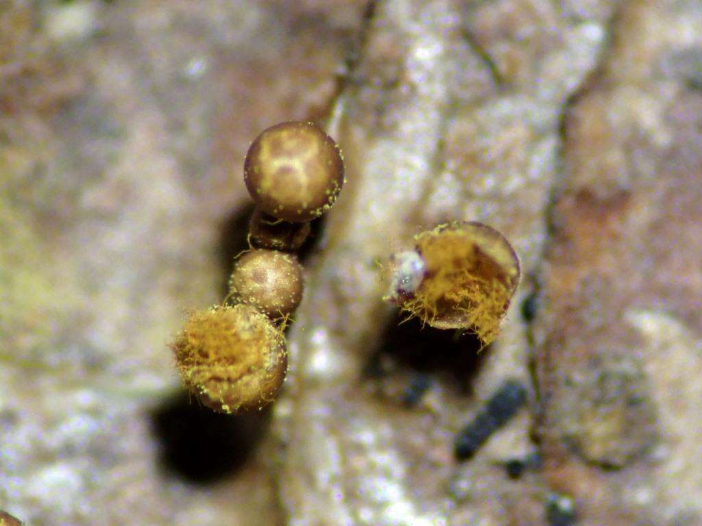 Image of Trichia ambigua Schirmer, L. G. Krieglst. & Flatau 2015