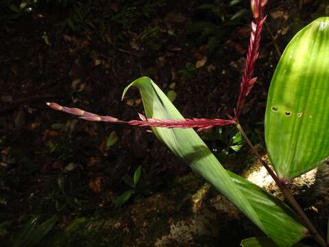 Image of Olyra obliquifolia Steud.