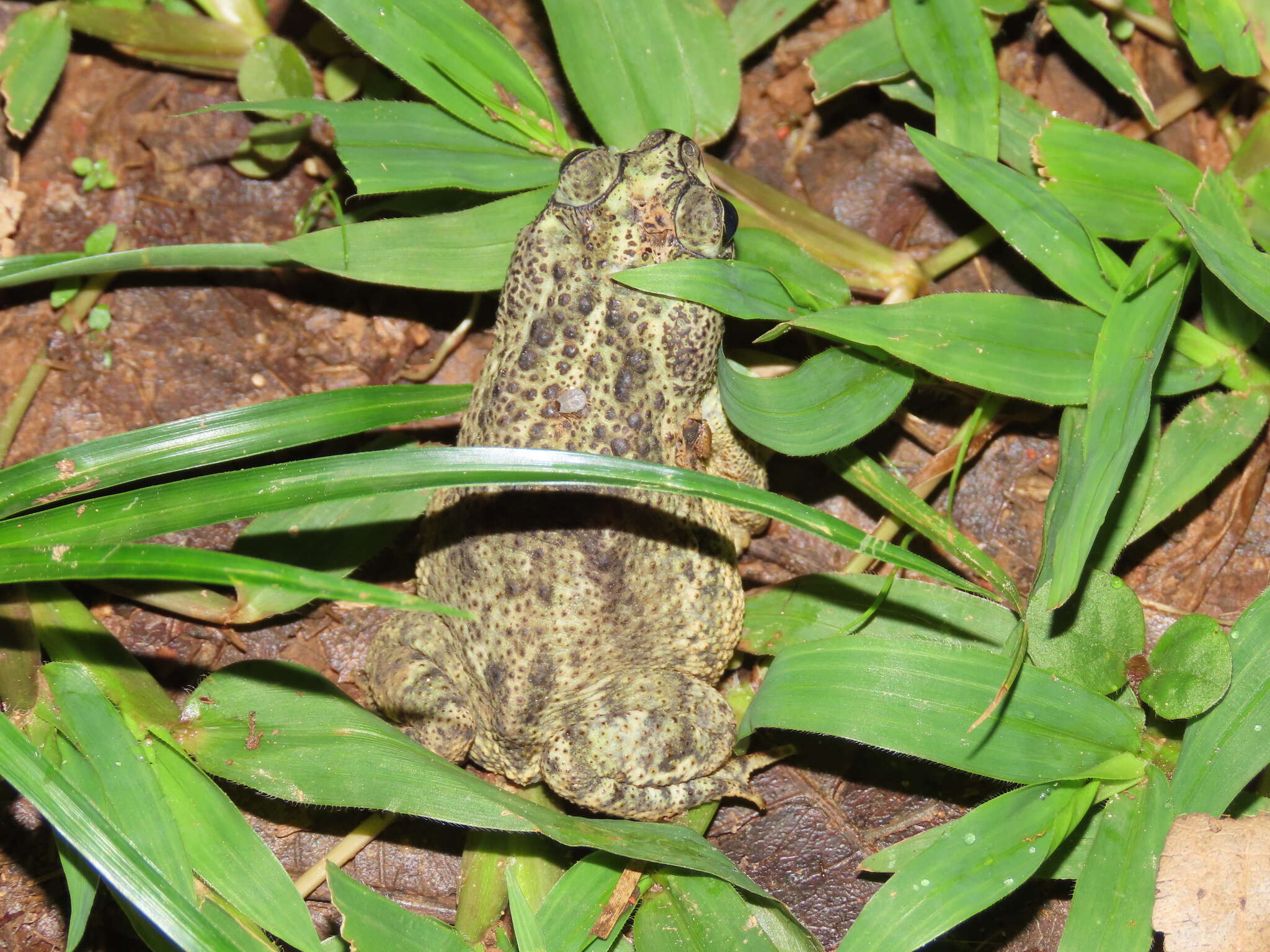 Image of Rhinella beebei (Gallardo 1965)