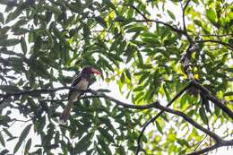 Image of Dwarf Hornbill