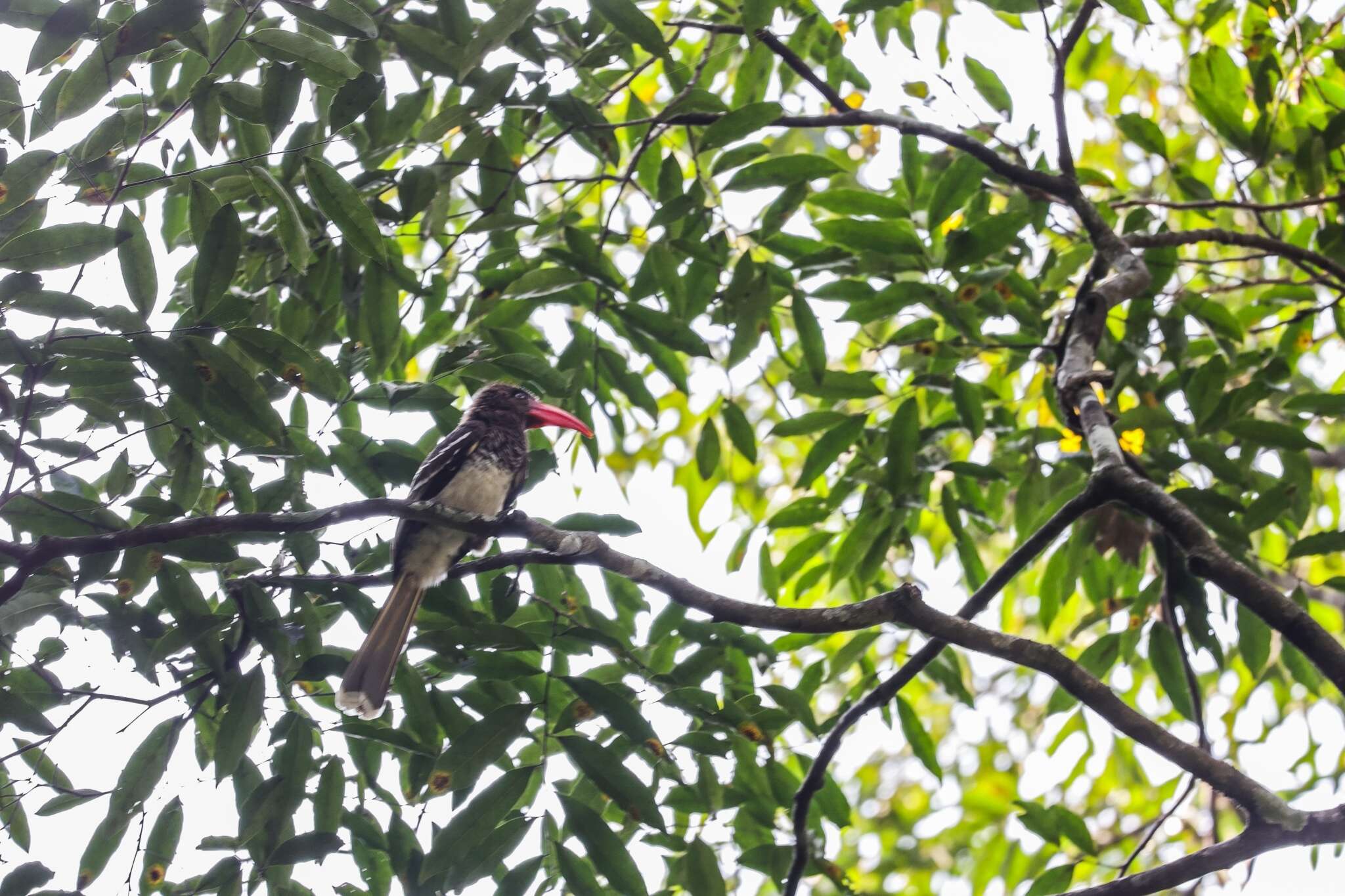 Image of Dwarf Hornbill