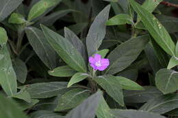 Imagem de Ruellia longepetiolata (Oerst.) Hemsl.